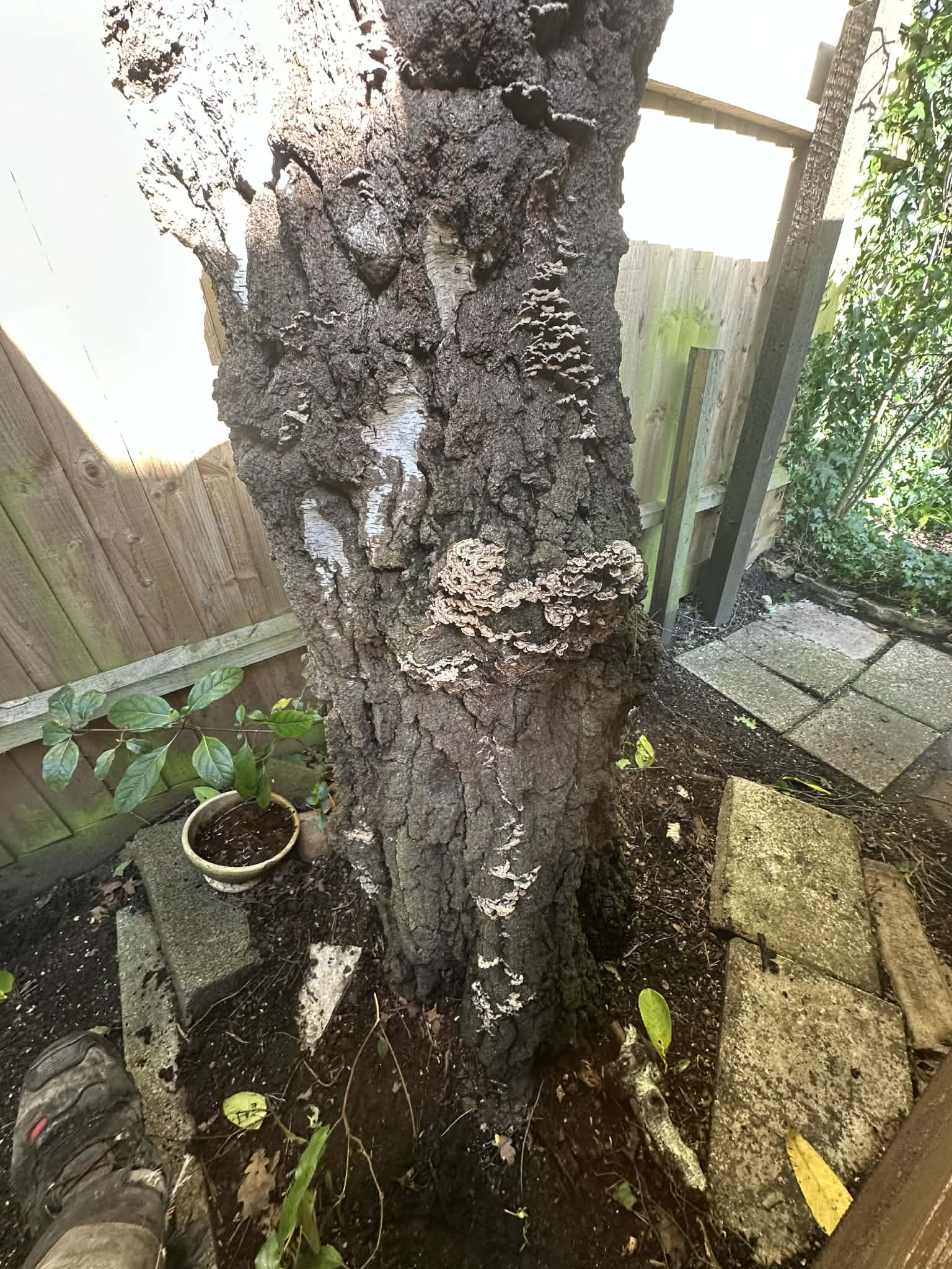 Tree Surgery Advice Centre