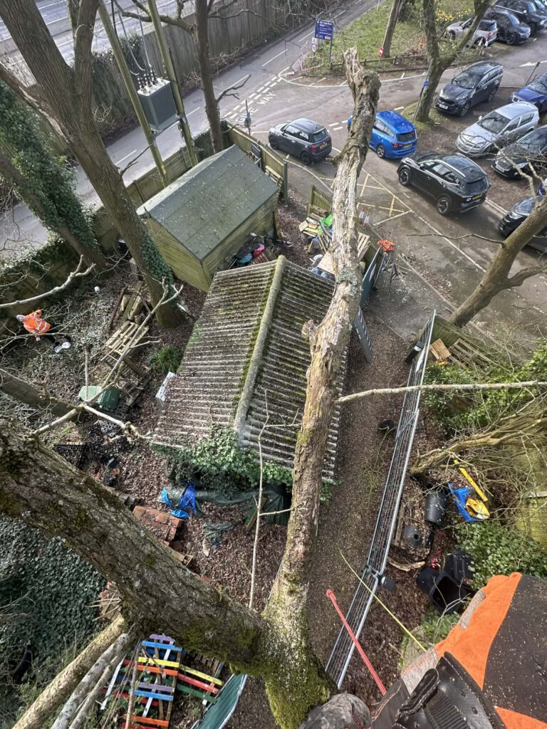 Qualified arborist cutting deadwood from mature tree over roof