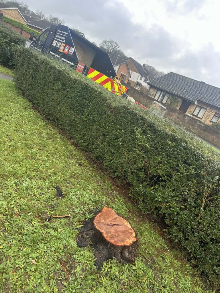 A cut stump beside a hedge, ready for grinding