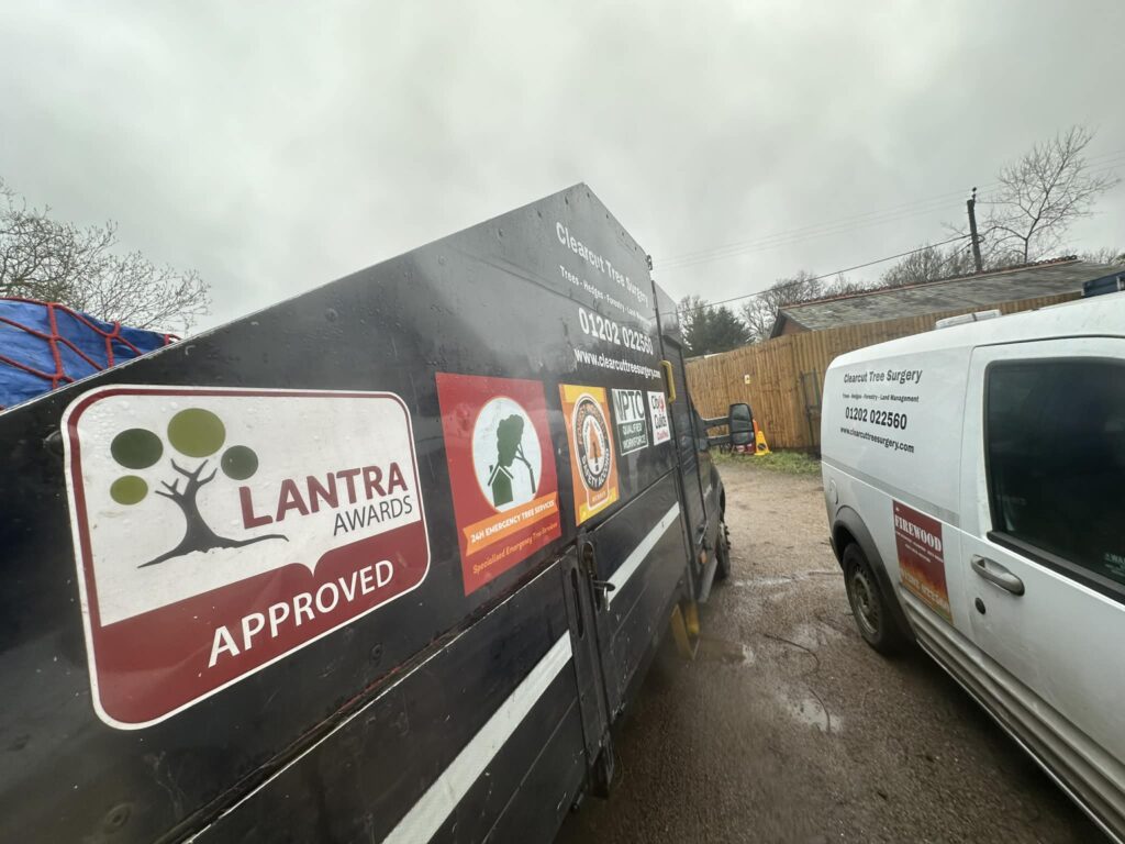 Local Qualified Tree Surgeon