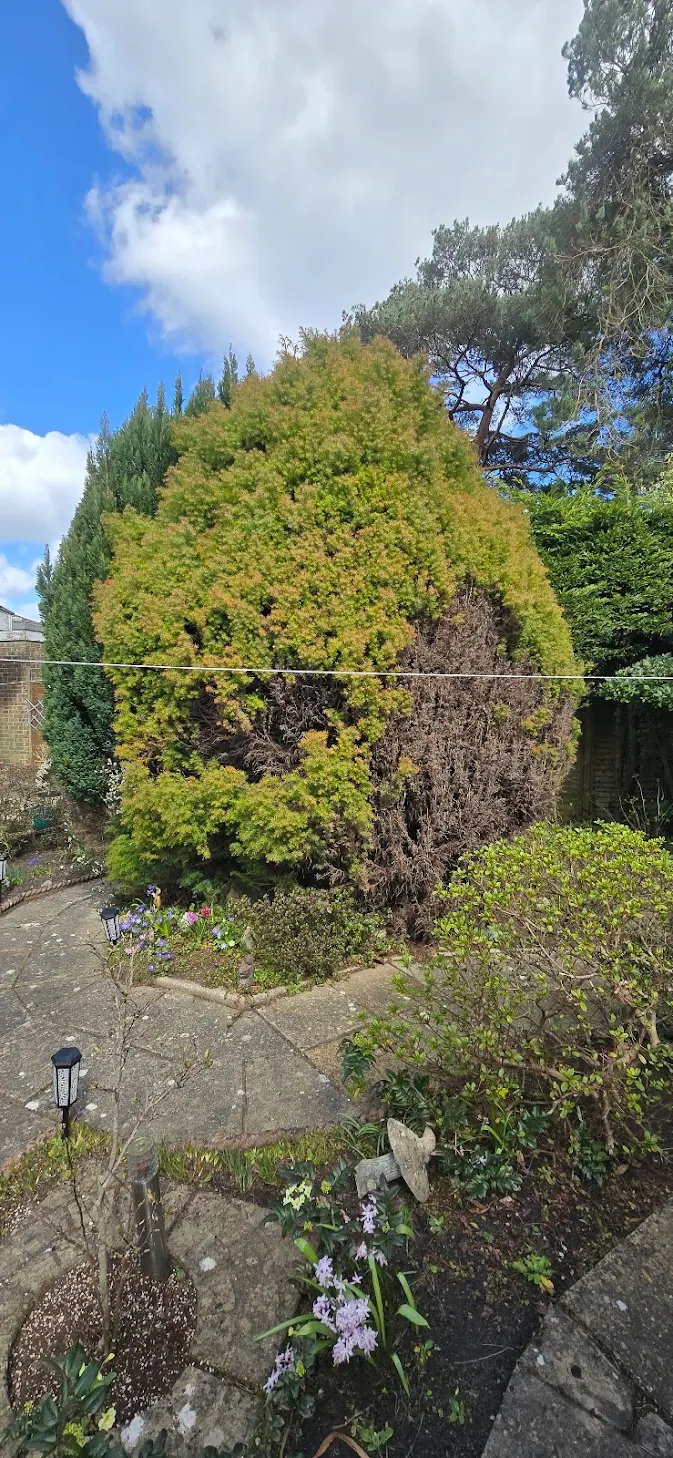 Overgrown hedge before removal — Ferndown, Dorset