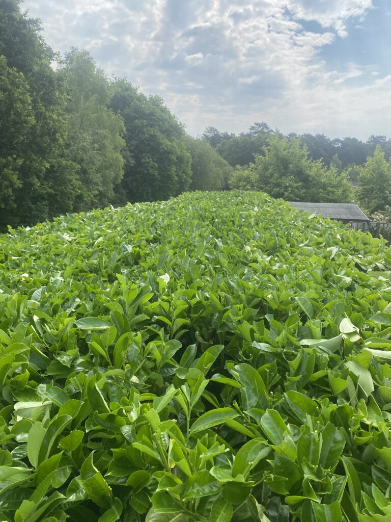 Clearcut Tree Surgery Hedge Trimming Services