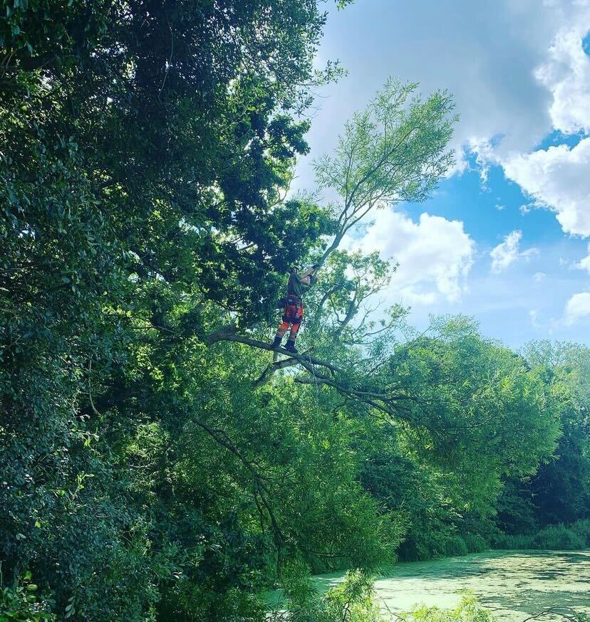 Clearcut arborist working on crown lifting over water