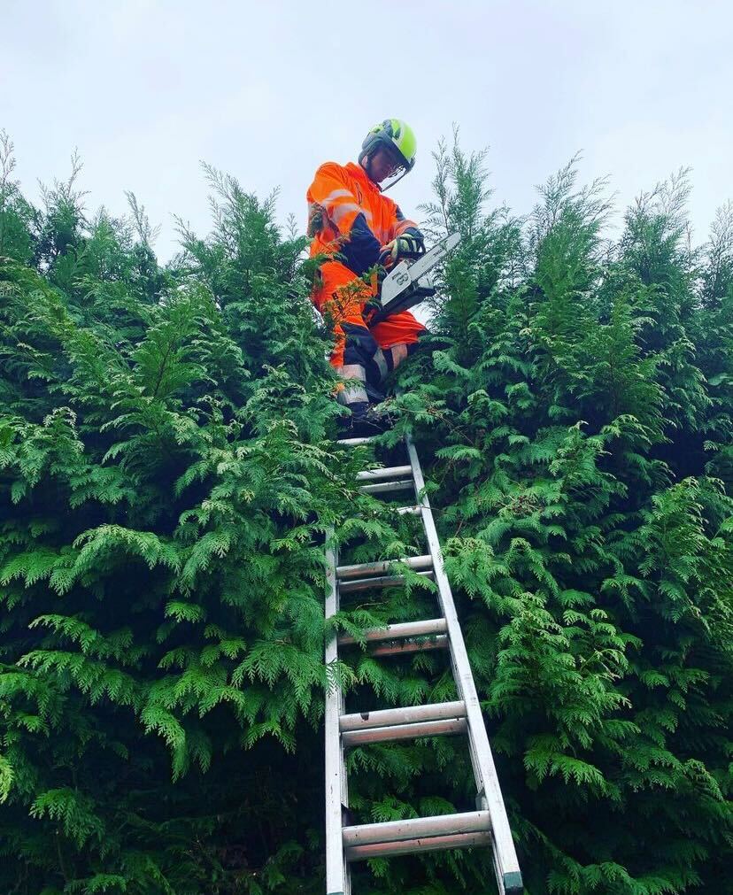 Clearcut Tree Surgery team at work in Dorset