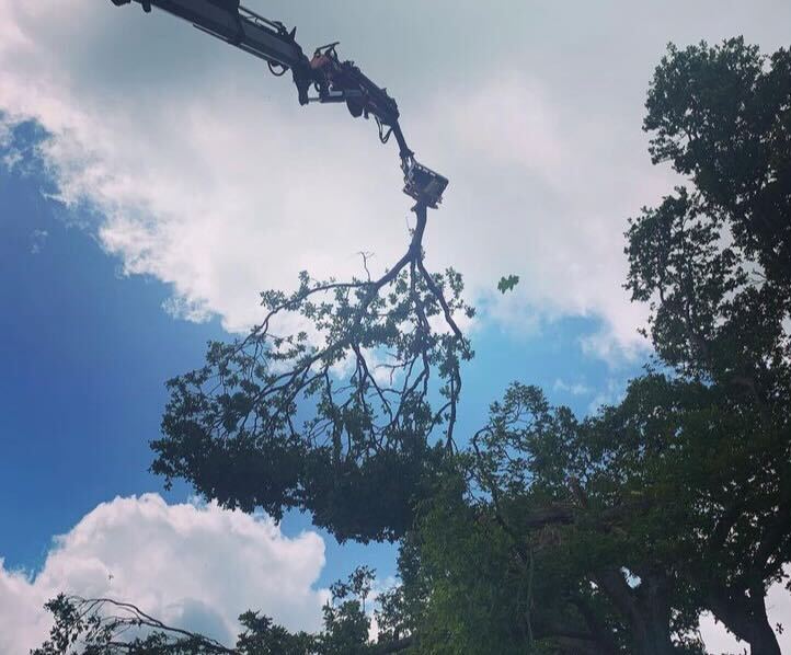 Clearcut Tree Surgery crane-assisted large tree removal in Bournemouth
