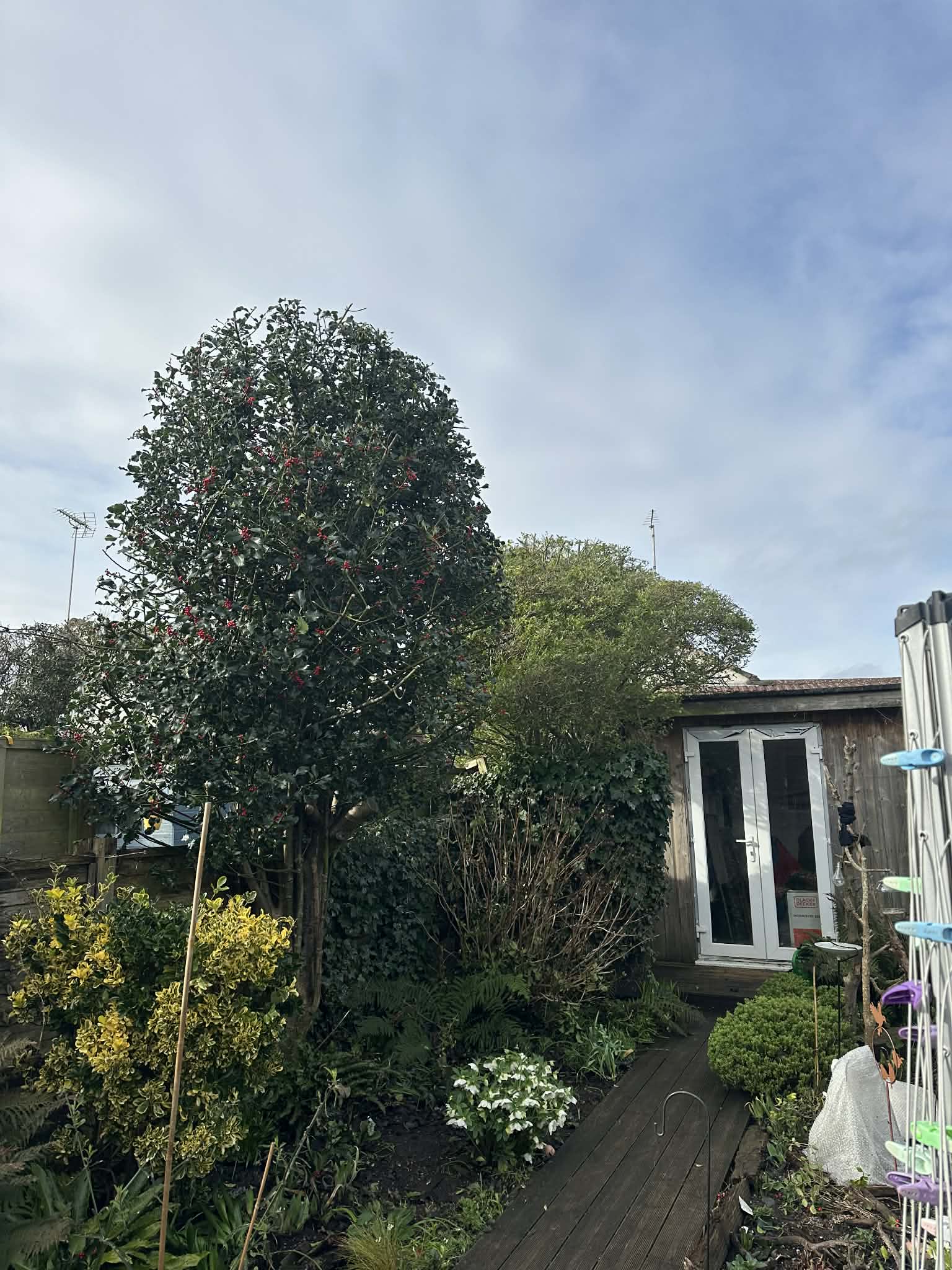 Hedge after professional trimming by Clearcut Tree Surgery
