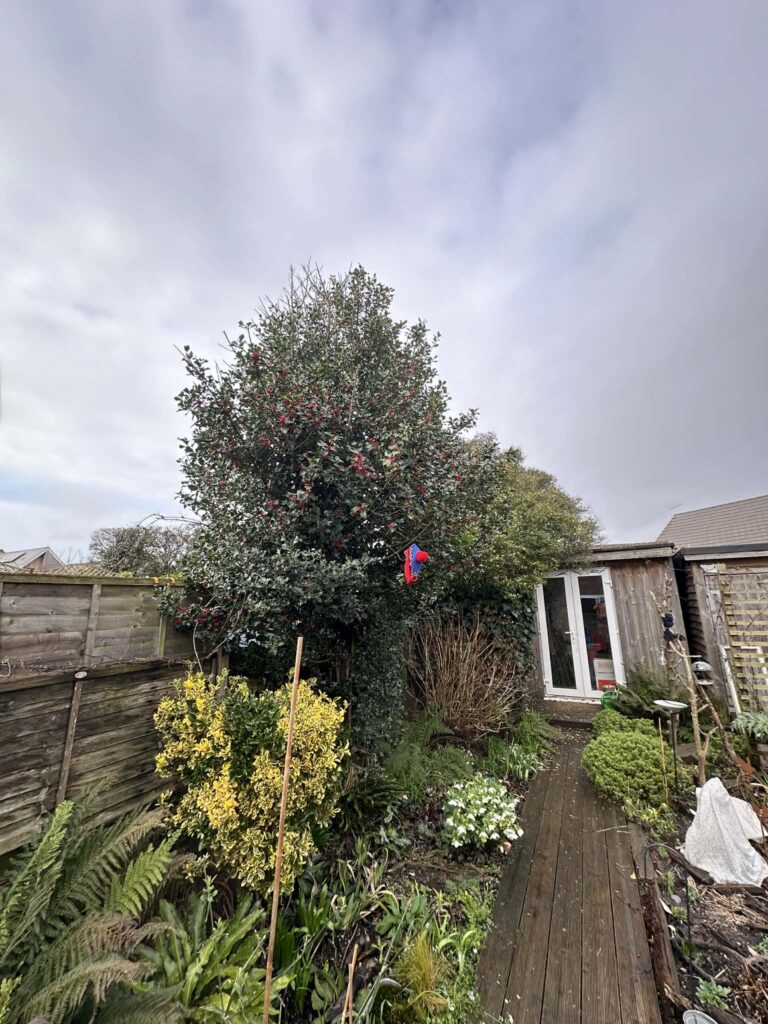 Overgrown garden tree before trimming by Clearcut Tree Surgery in Dorset