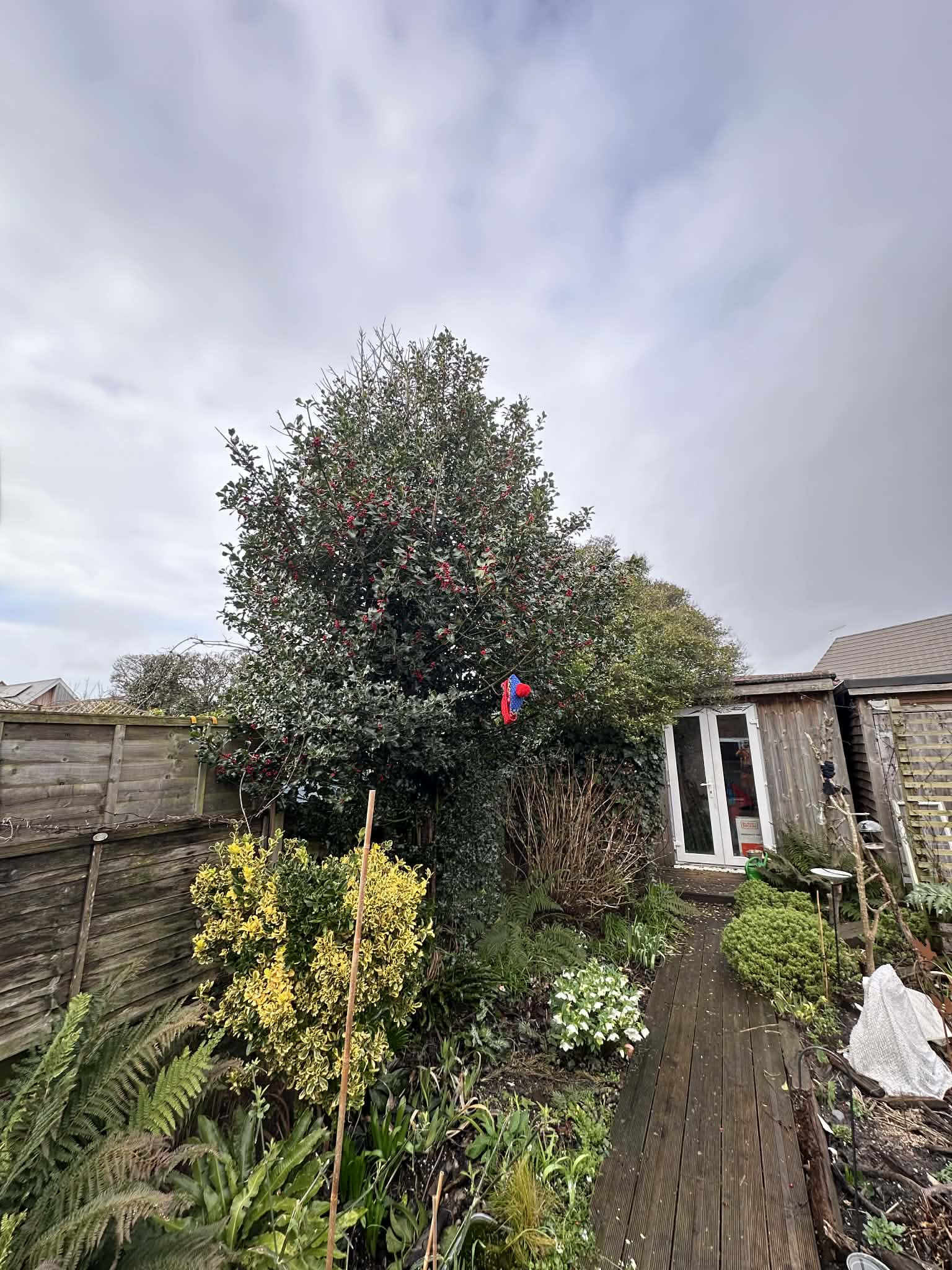 Overgrown hedge before trimming — Clearcut Tree Surgery Dorset