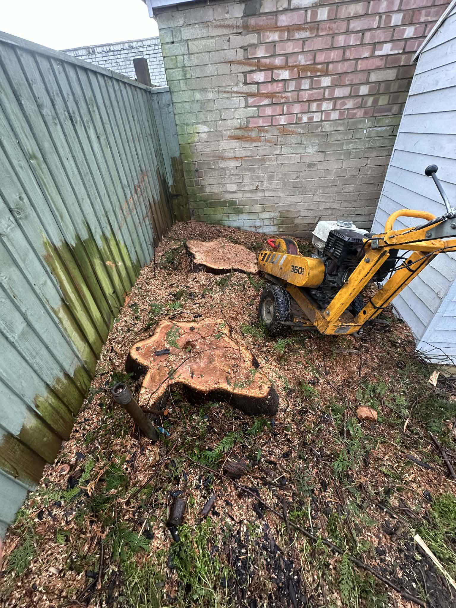 Large stumps remaining after tree removal — before Clearcut stump grinding