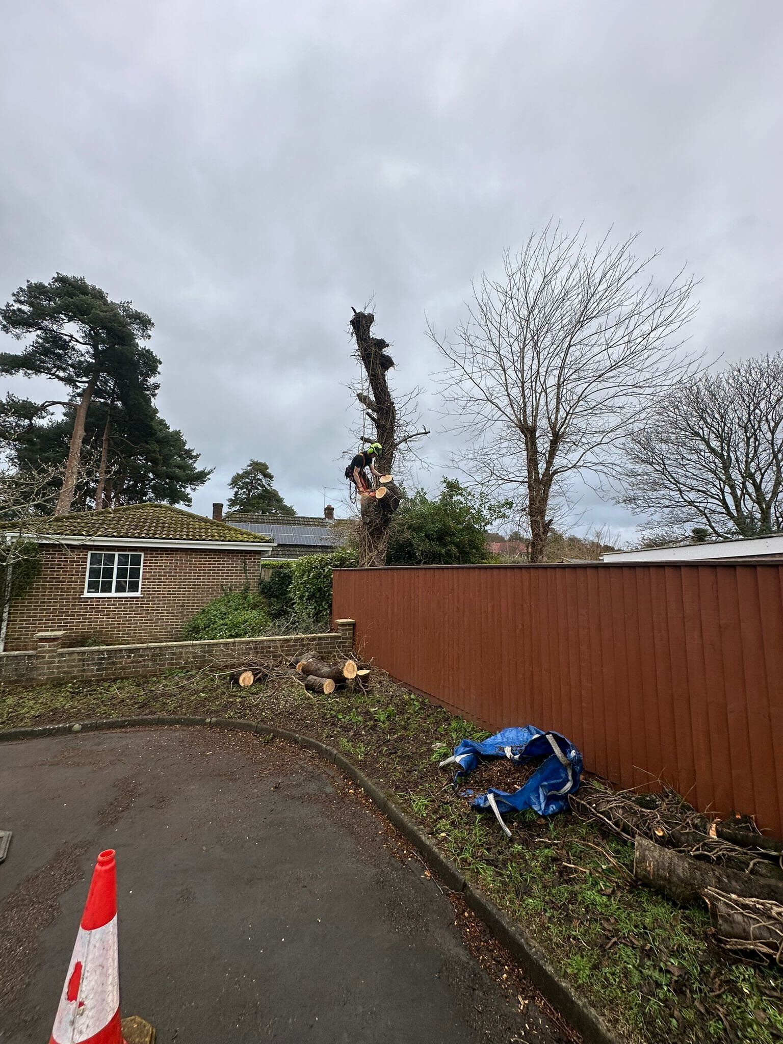 Clearcut tree surgeon carrying out large tree removal in Dorset