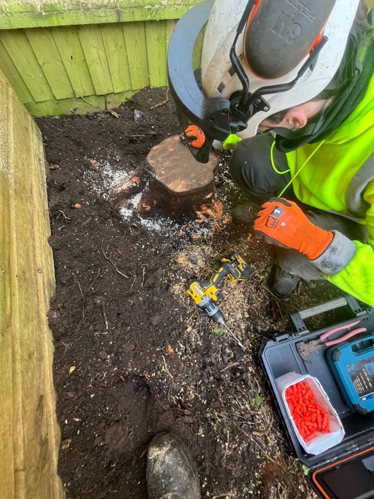 A Clearcut team member in a helmet working on a cut stump at ground level