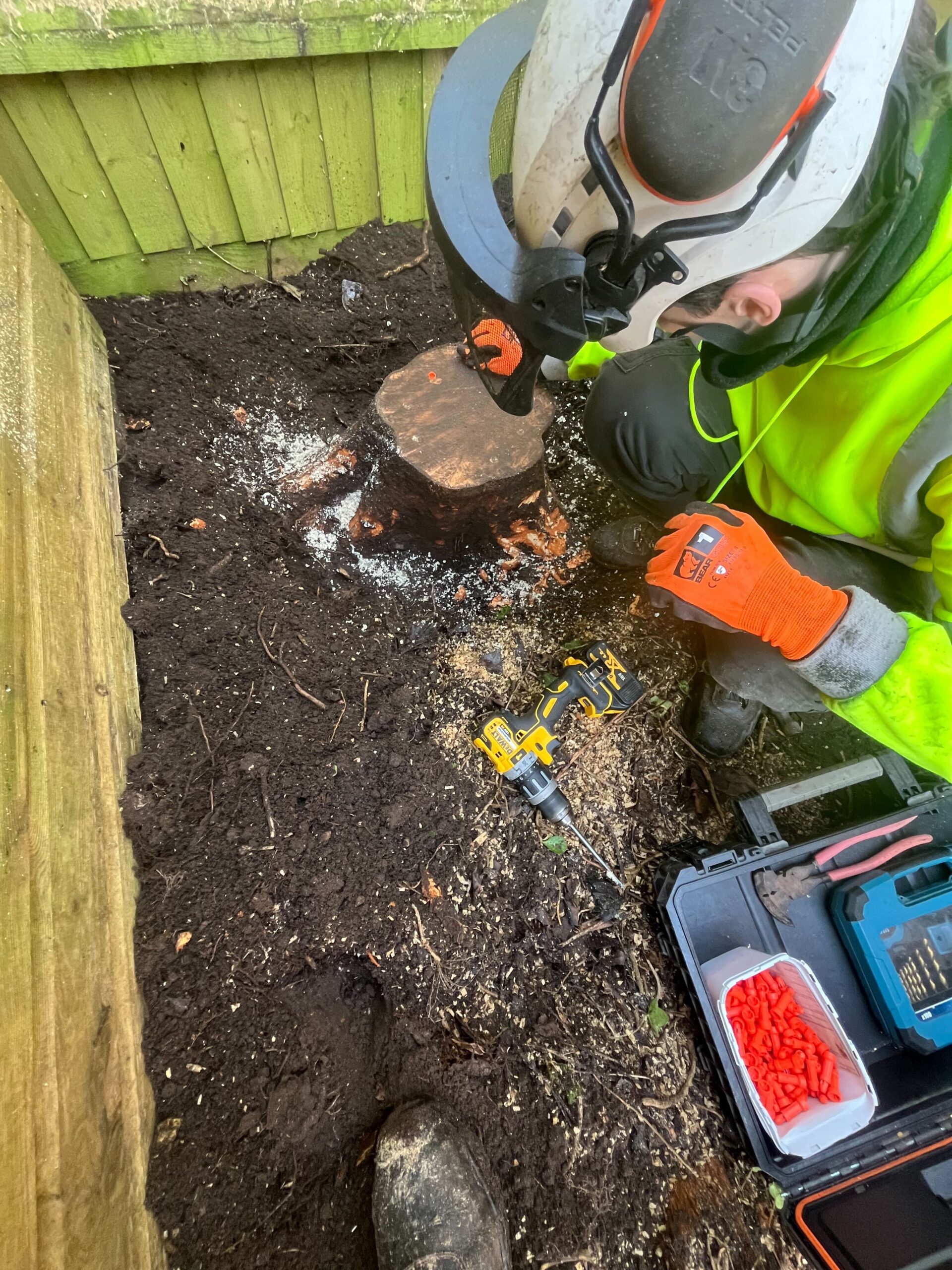 Stump treatment after tree removal in Dorset