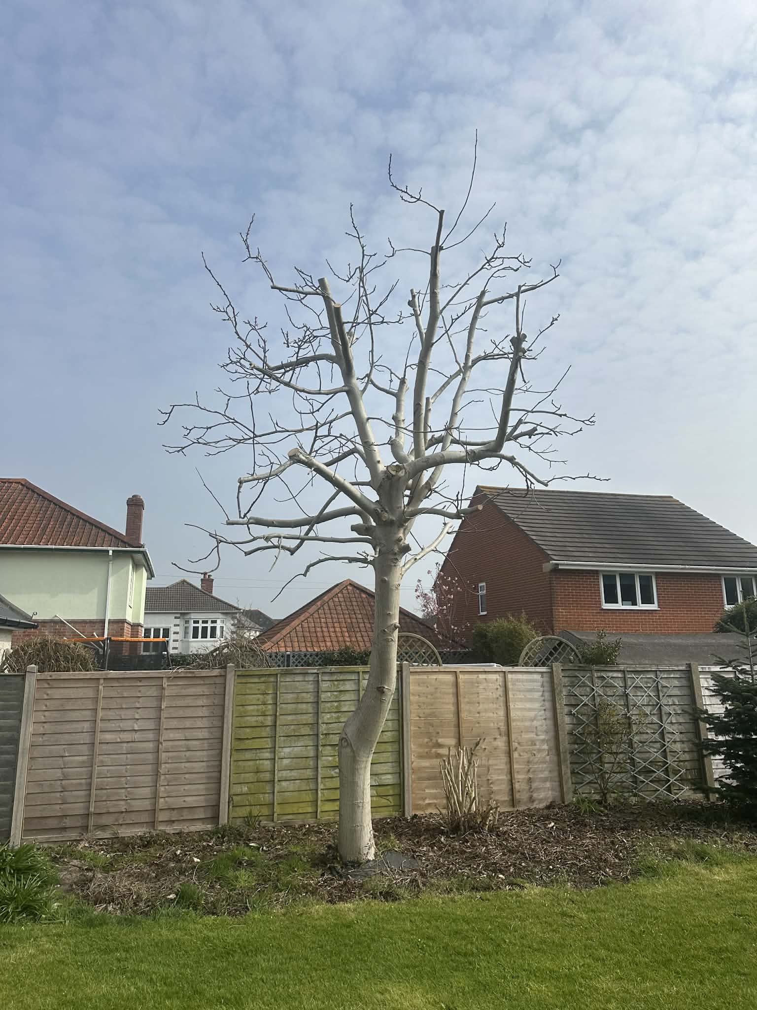 Same walnut tree after crown reduction — clean, shaped result by Clearcut