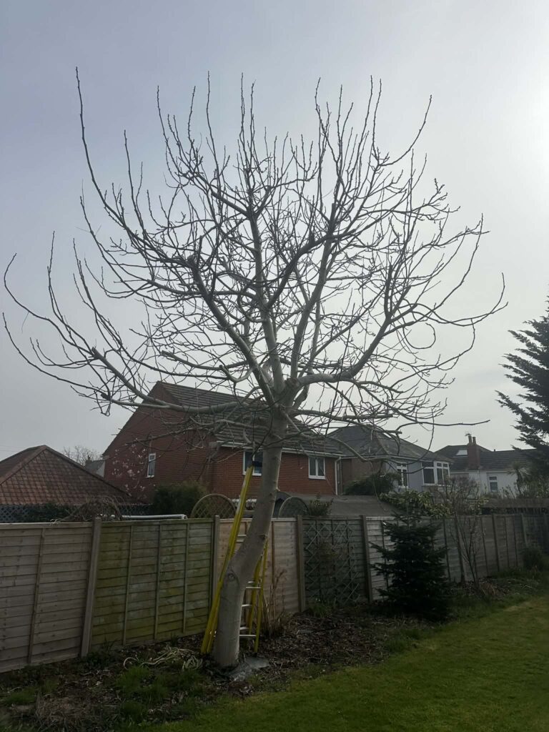 Overgrown walnut tree before crown reduction in Dorset