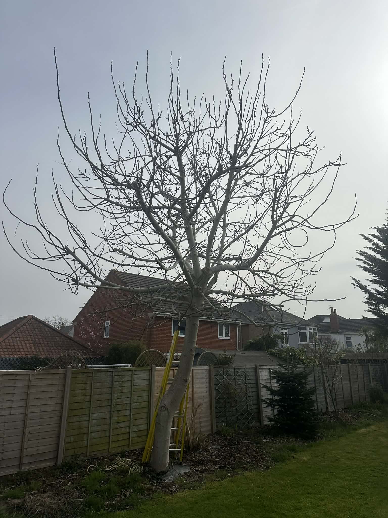 Overgrown walnut tree before crown reduction — Clearcut Tree Surgery Dorset