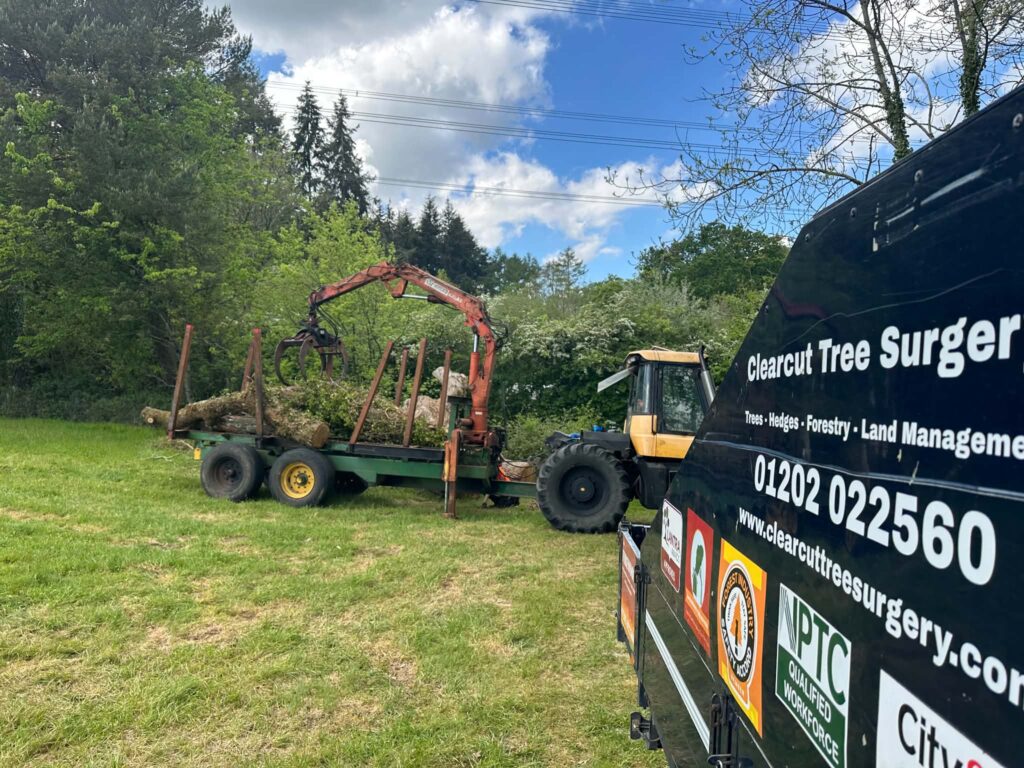 Clearcut forestry tractor and timber trailer on site
