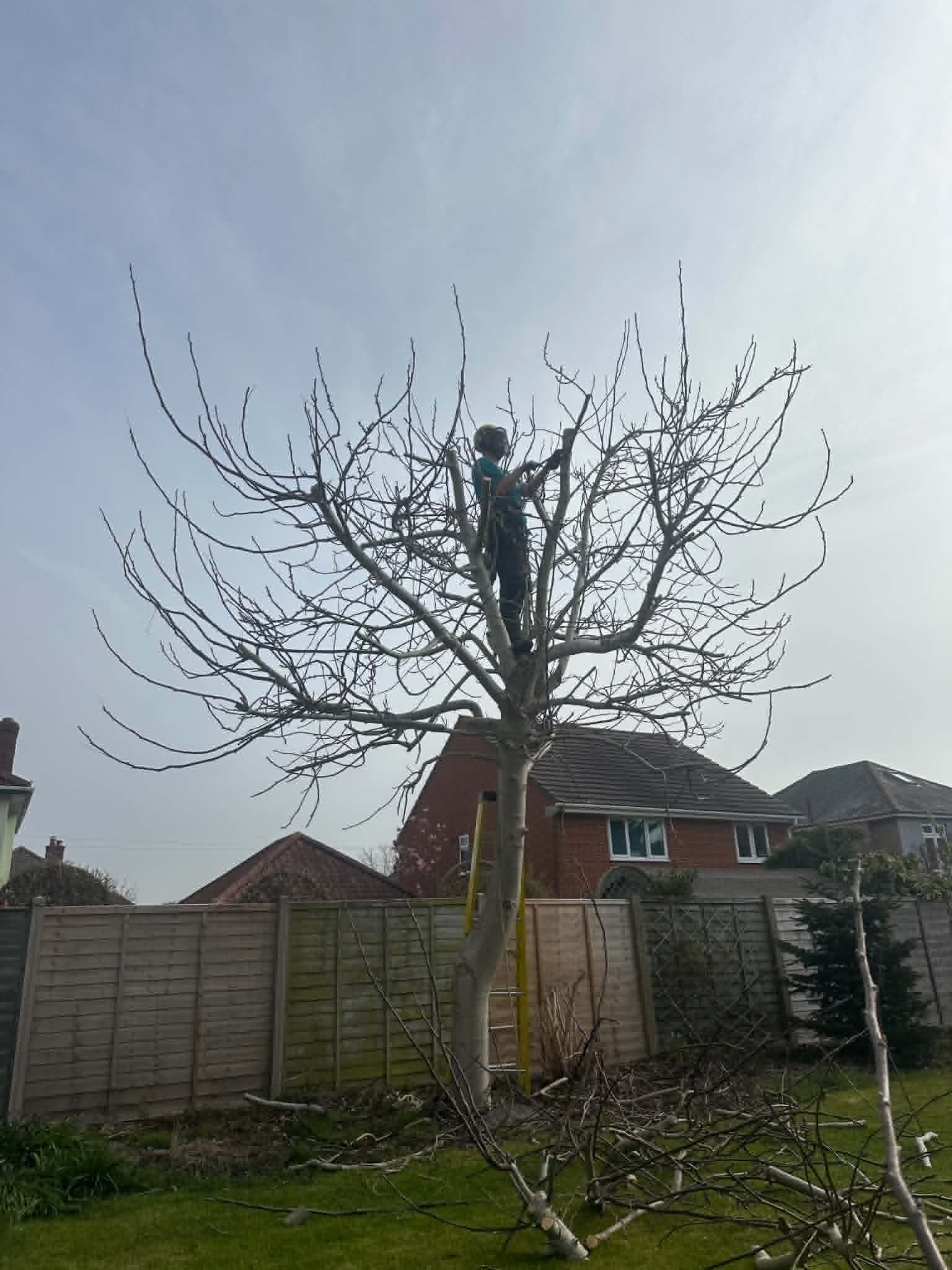 Clearcut tree surgeon working at height in Dorset