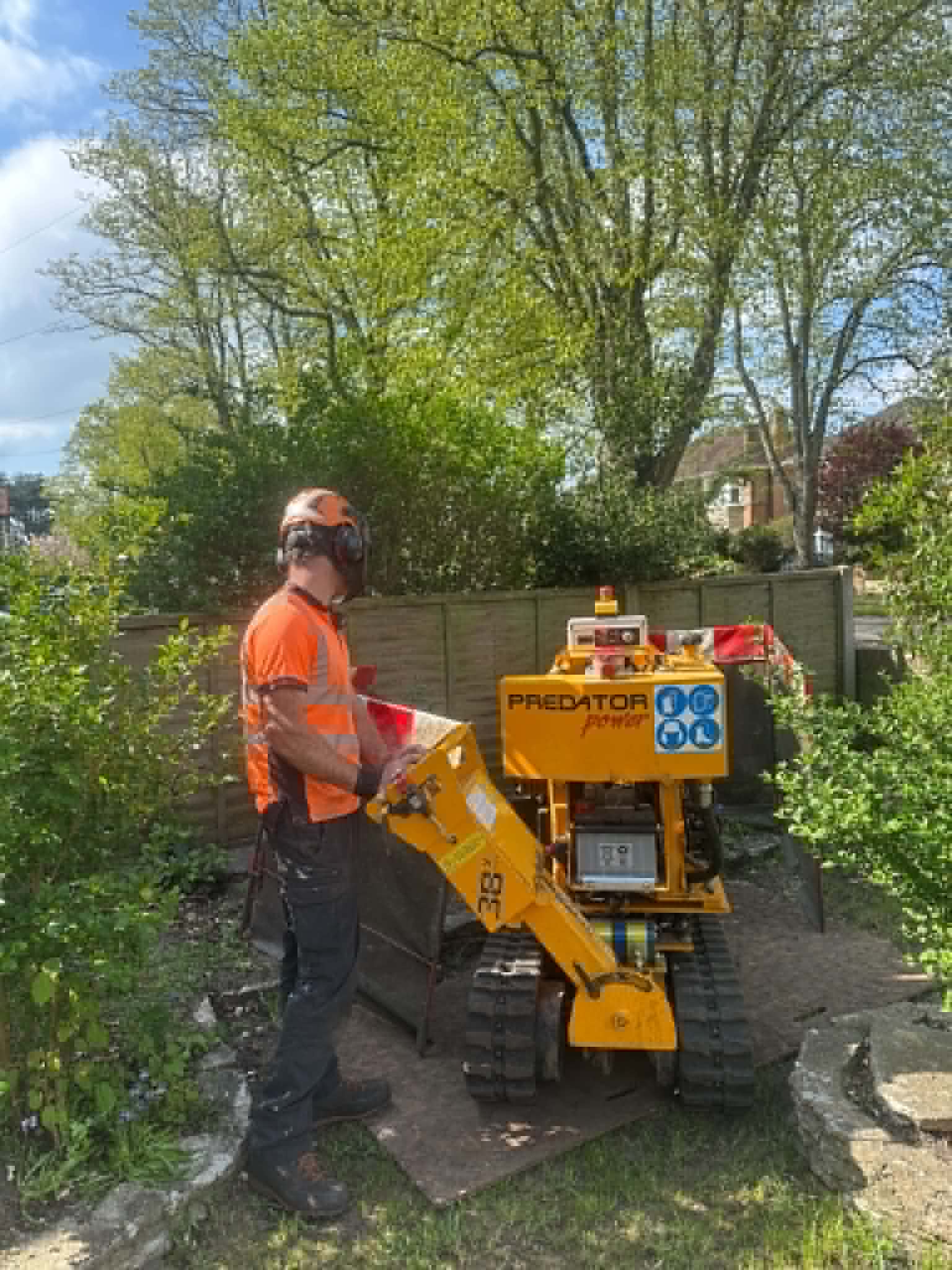 Clearcut team operating professional Predator stump grinder in a garden