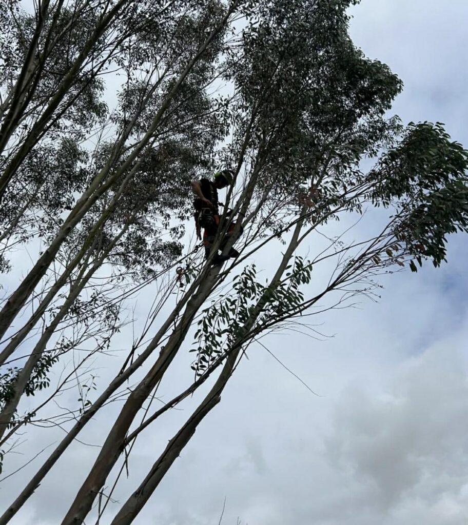 A Clearcut climber working high in a tall tree