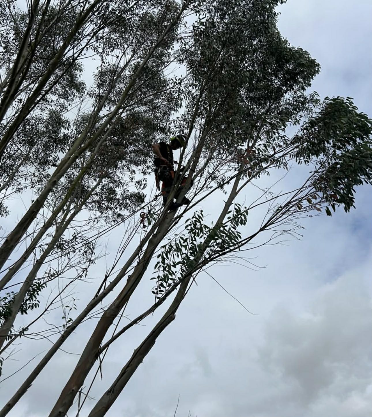 Clearcut Tree Surgery arborist working at height, dismantling tree with chainsaw
