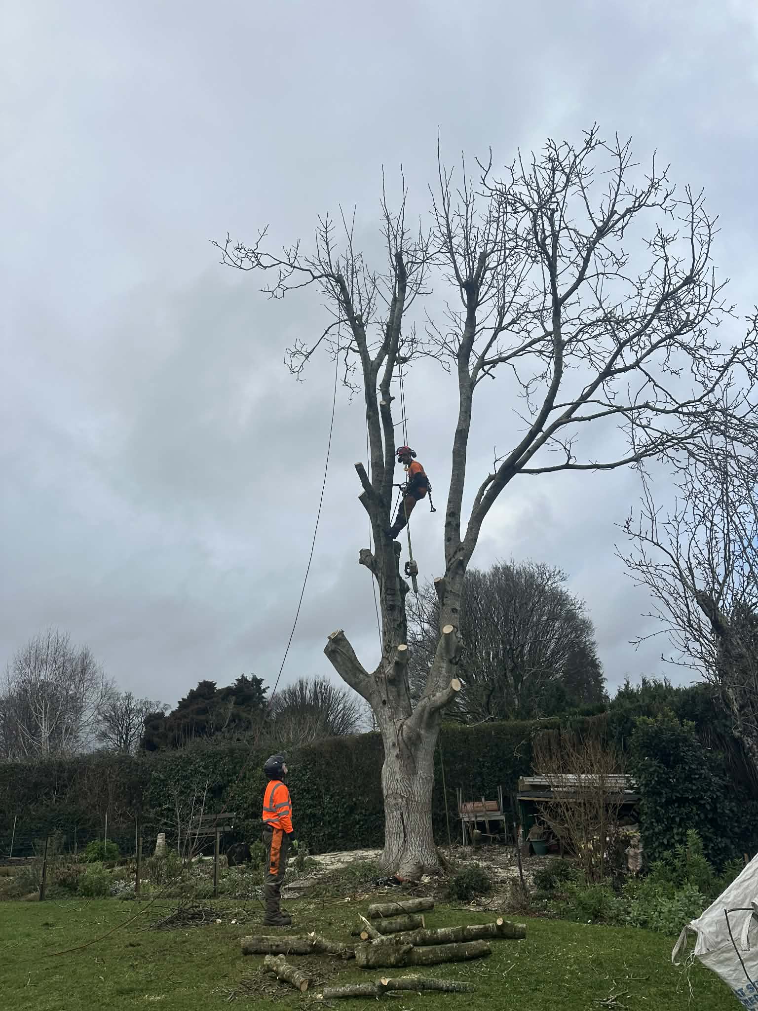Clearcut arborist carrying out crown reduction Dorset