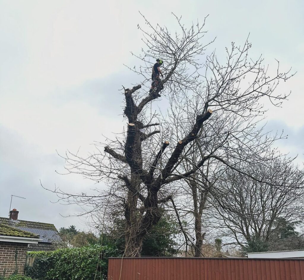 Clearcut tree surgeon dismantling a tree in sections