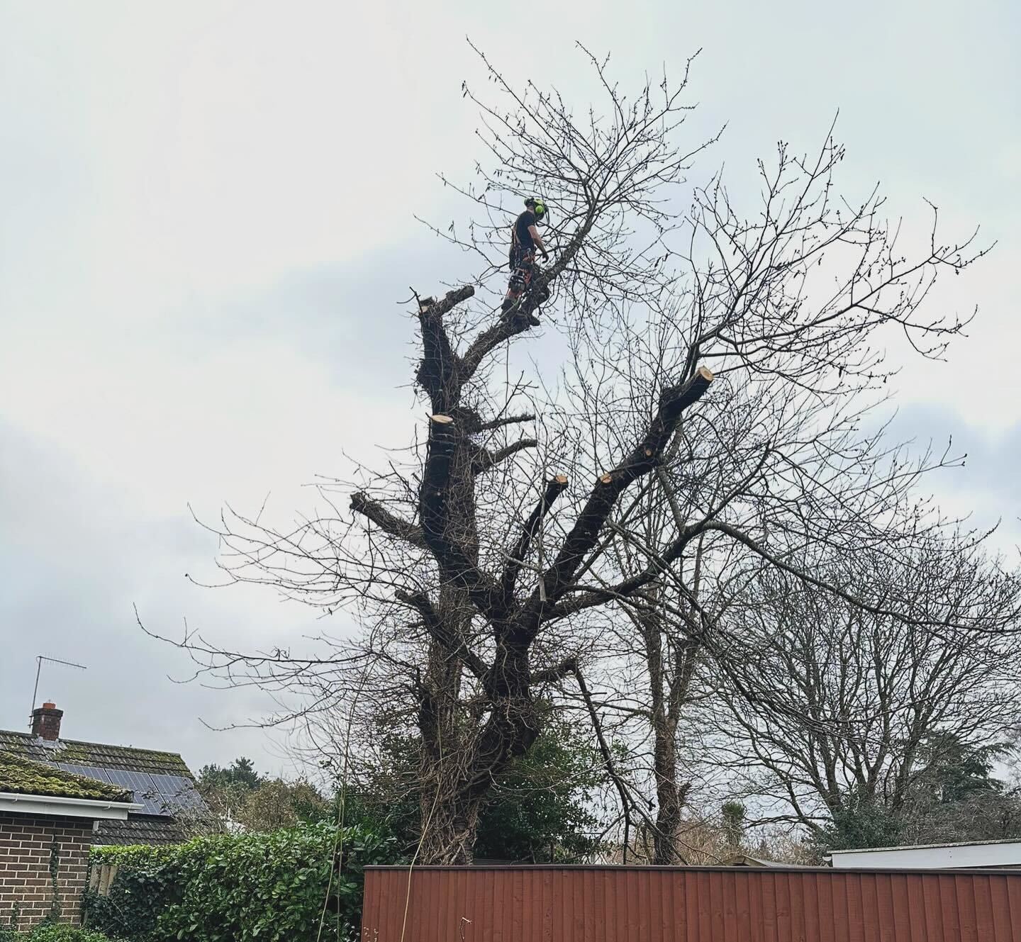 Clearcut arborist felling a tree in the West Dorset countryside near Bridport