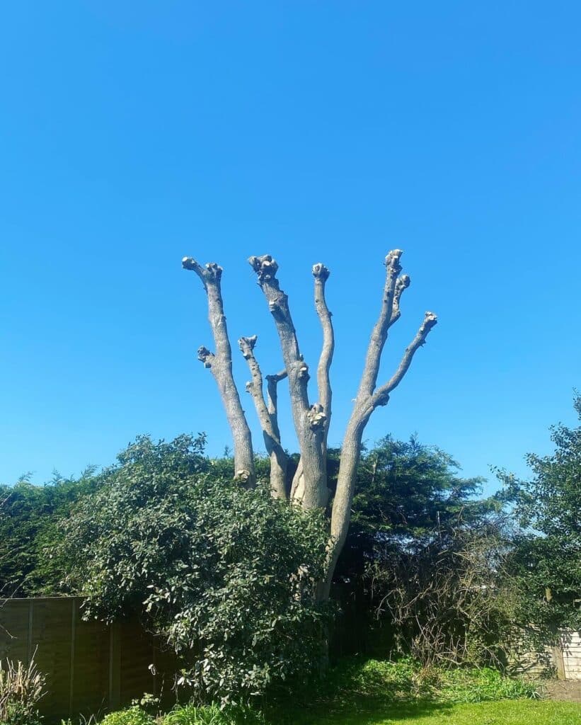 A pollarded tree in a garden, cut back to its main framework