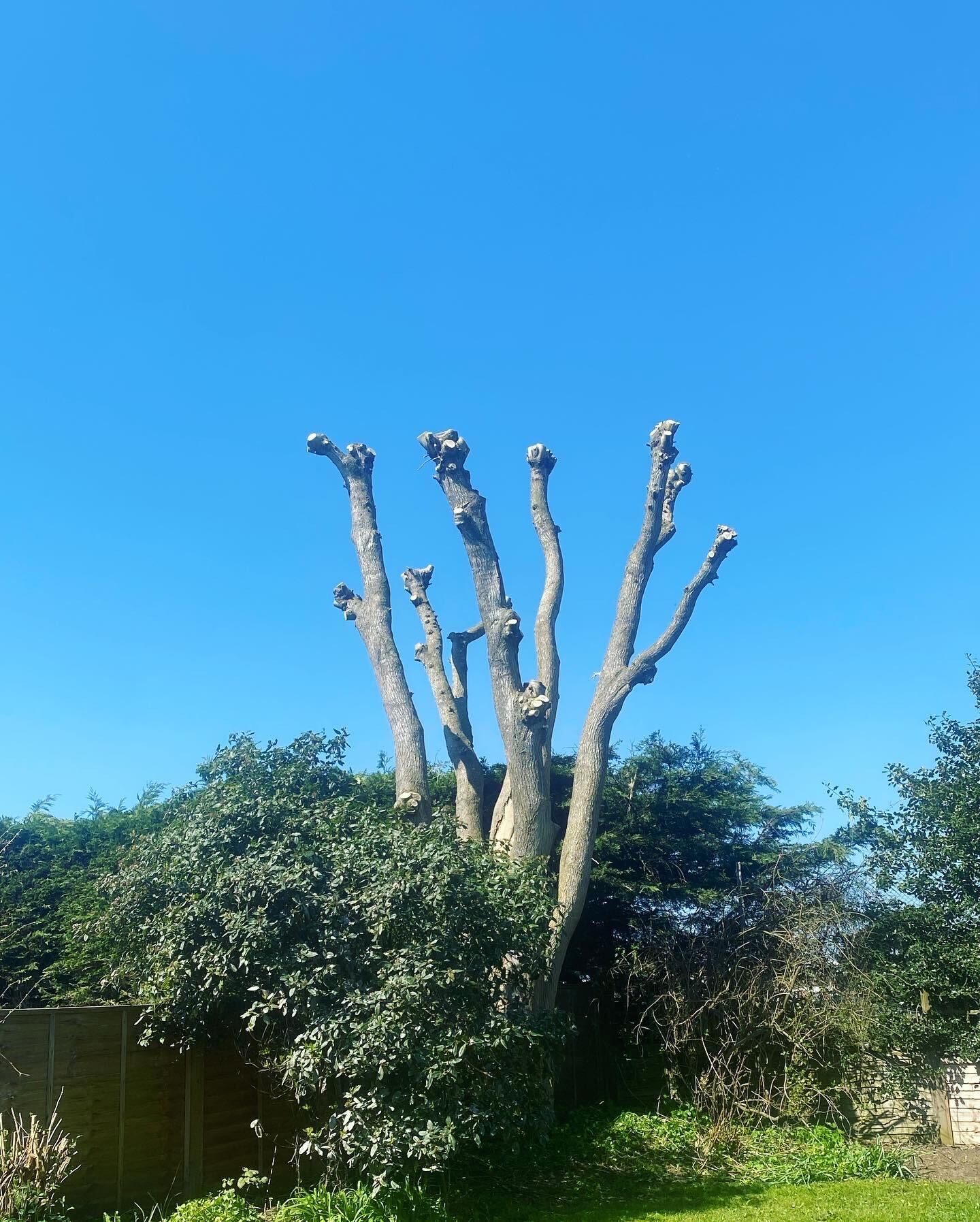 Tree surgery and felling work by Clearcut in Bournemouth and Dorset