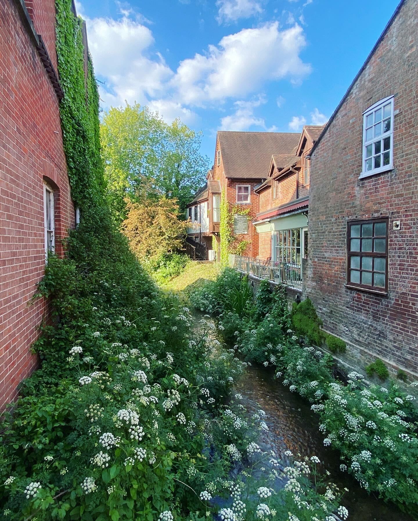 Overgrown land before clearance — Wimborne, Dorset