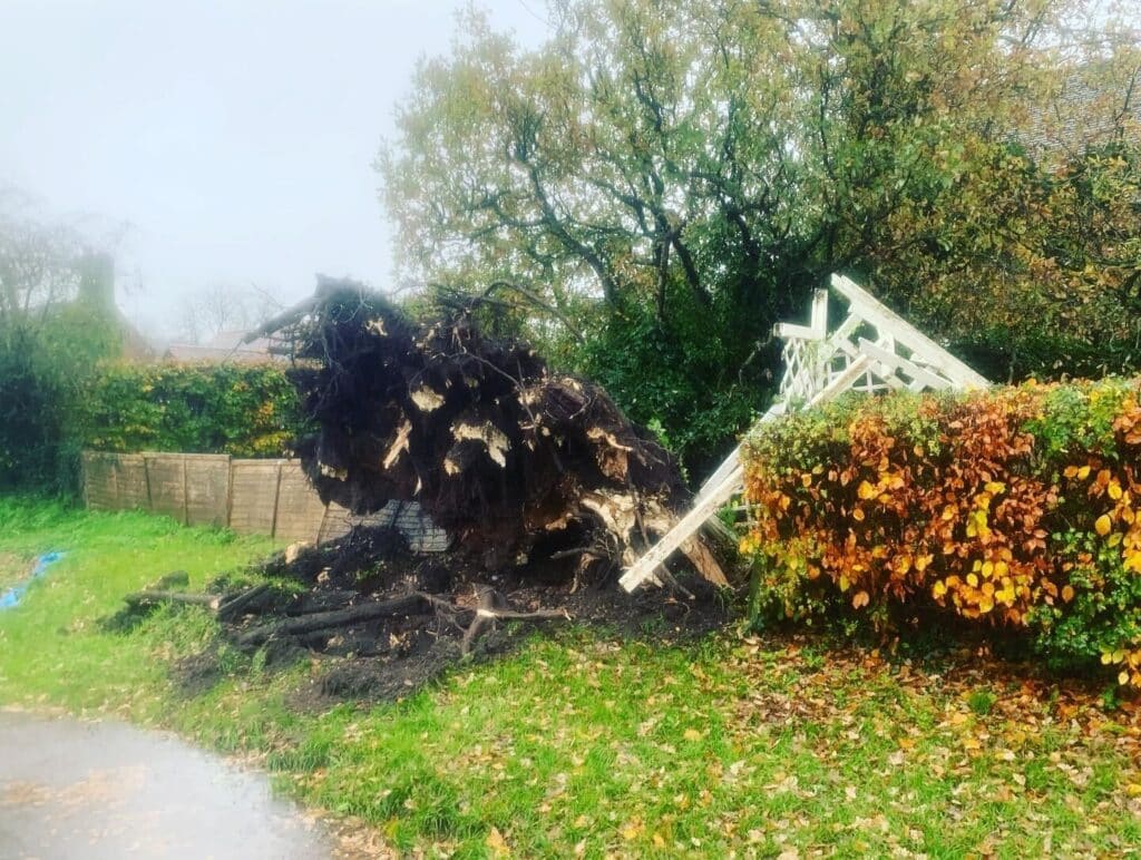 A tree blown over in a storm, its root plate lifted out of the lawn