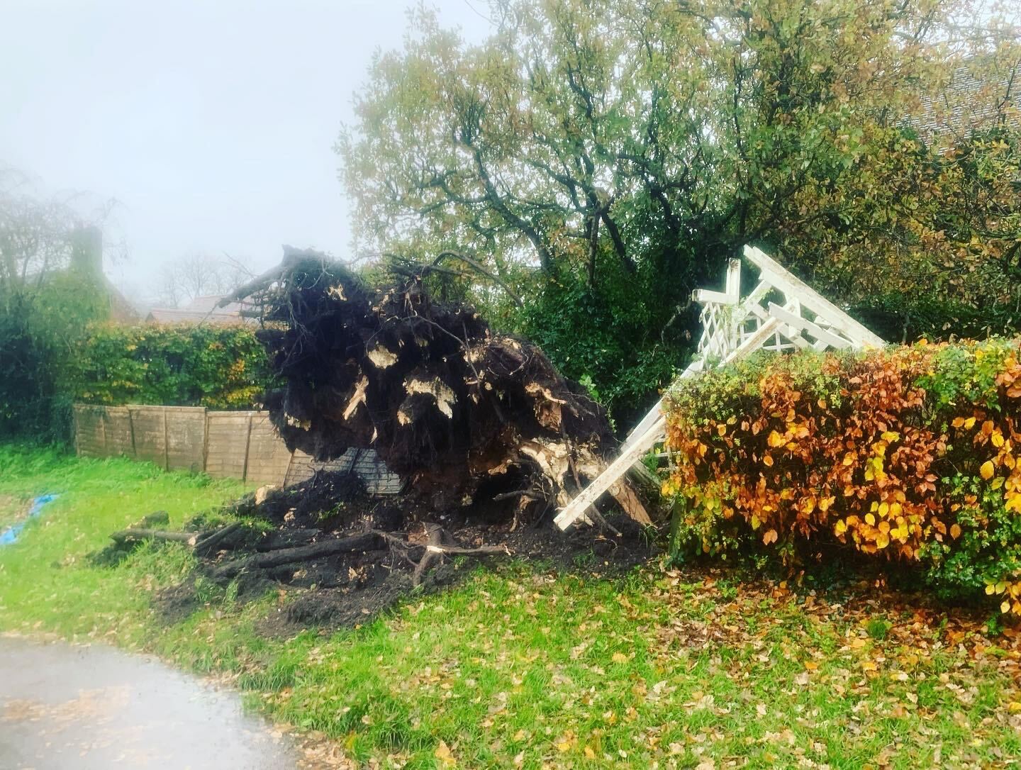 Storm-damaged windswept tree requiring emergency assessment in Dorset