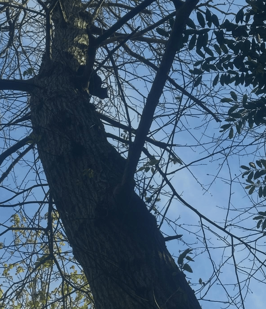Clearcut climber rescuing a cat stuck up a tree in Dorset